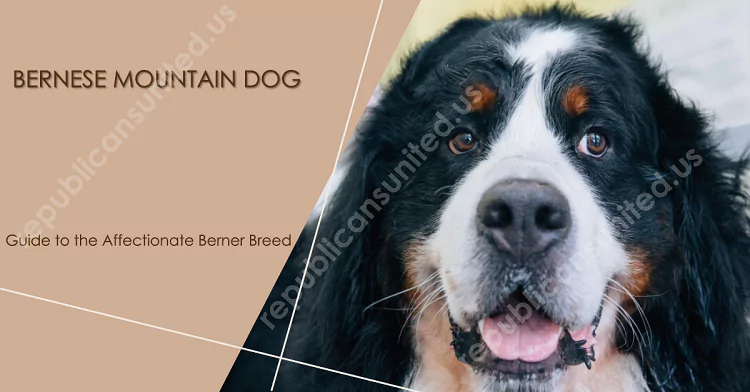 Bernese Mountain Dog: Guide to the Affectionate Berner Breed