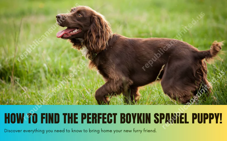Boykin Spaniel Puppies: Guide to Finding the Perfect Companion