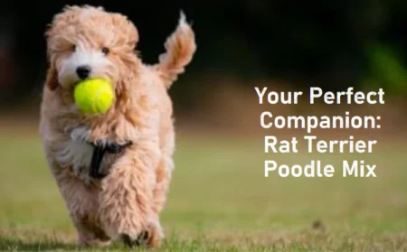 Rat Terrier Poodle Mix: Guide to Your Perfect Companion