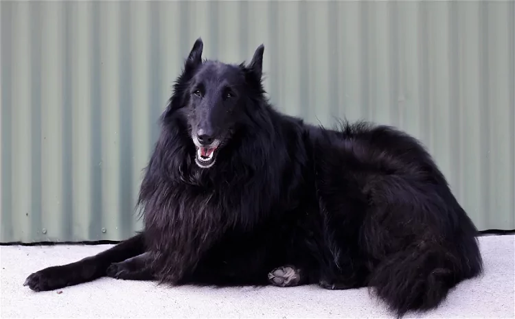 Black Belgian Malinois: An Ultimate Working Dog to Consider